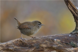 <p>STŘÍZLÍK OBECNÝ (Troglodytes troglodytes) Šluknovsko ---- /Eurasian wren - Zankönig/</p>